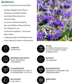 Blütenhecke Nature, 4-teilig