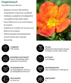 Blütenhecke Nature, 4-teilig