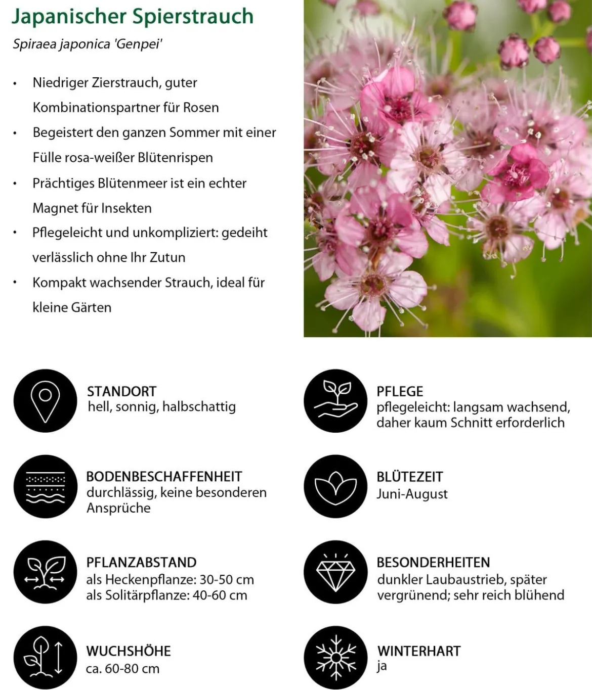 Blütenhecke Princess, 4-teilig