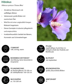 Blütenhecke Princess, 4-teilig