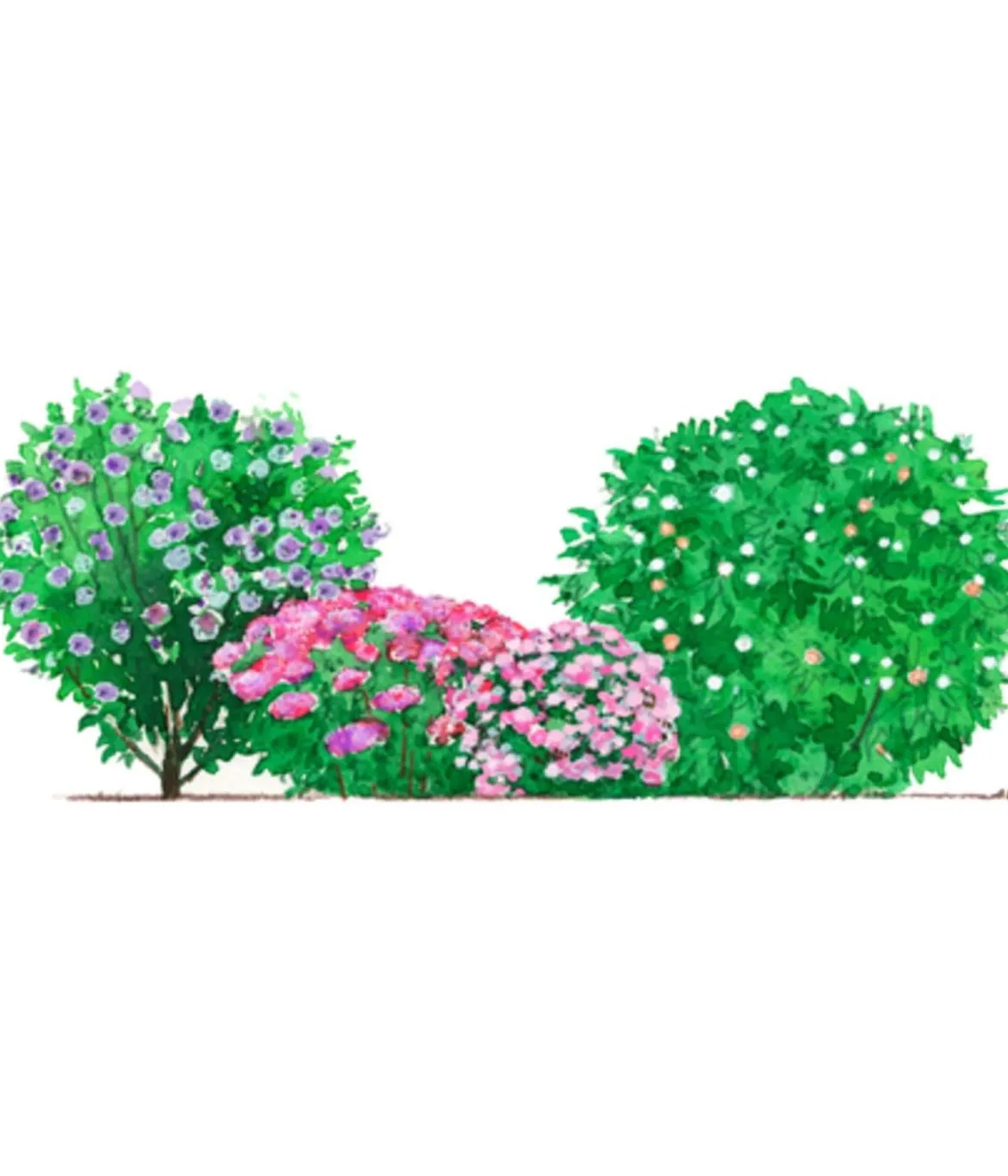Blütenhecke Princess, 4-teilig