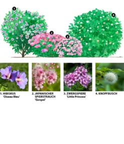 Blütenhecke Princess, 4-teilig