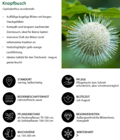 Blütenhecke Princess, 4-teilig
