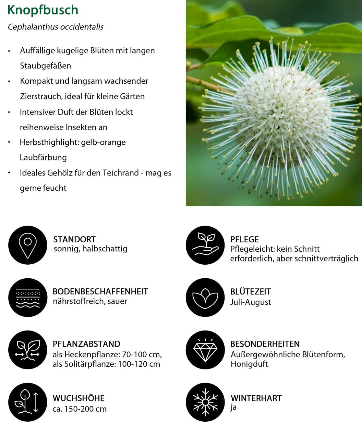Blütenhecke Princess, 4-teilig