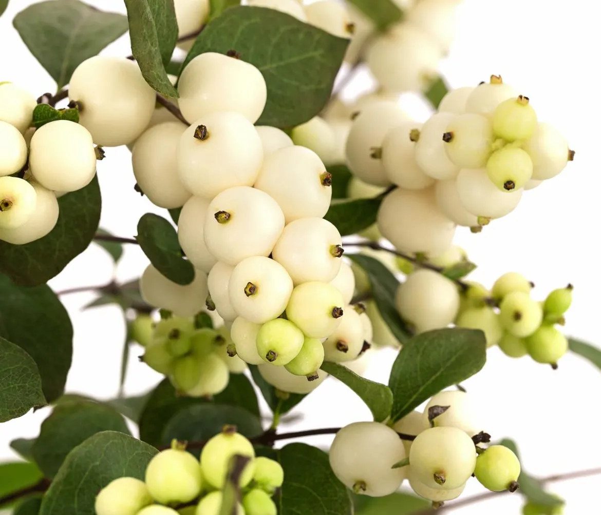 Blütenhecke 'White Hedge', 4er-Set