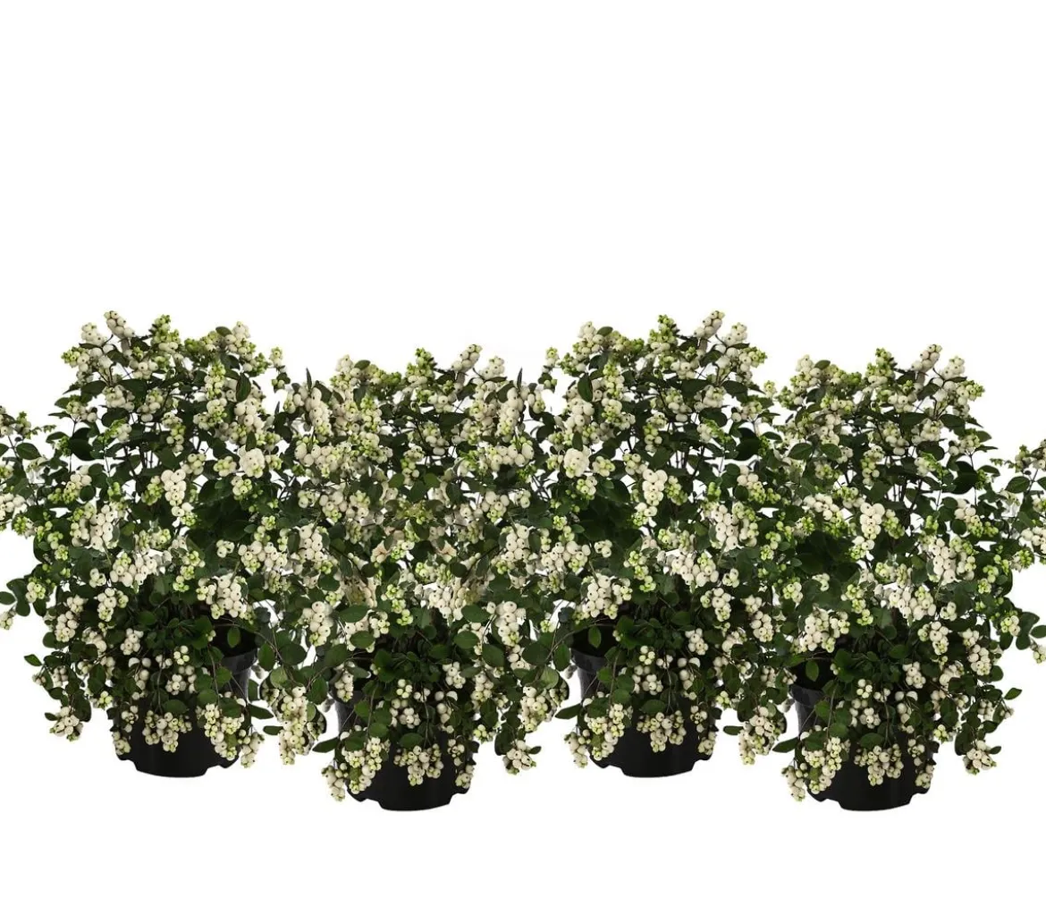 Blütenhecke 'White Hedge', 4er-Set