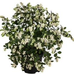 Blütenhecke 'White Hedge', 4er-Set