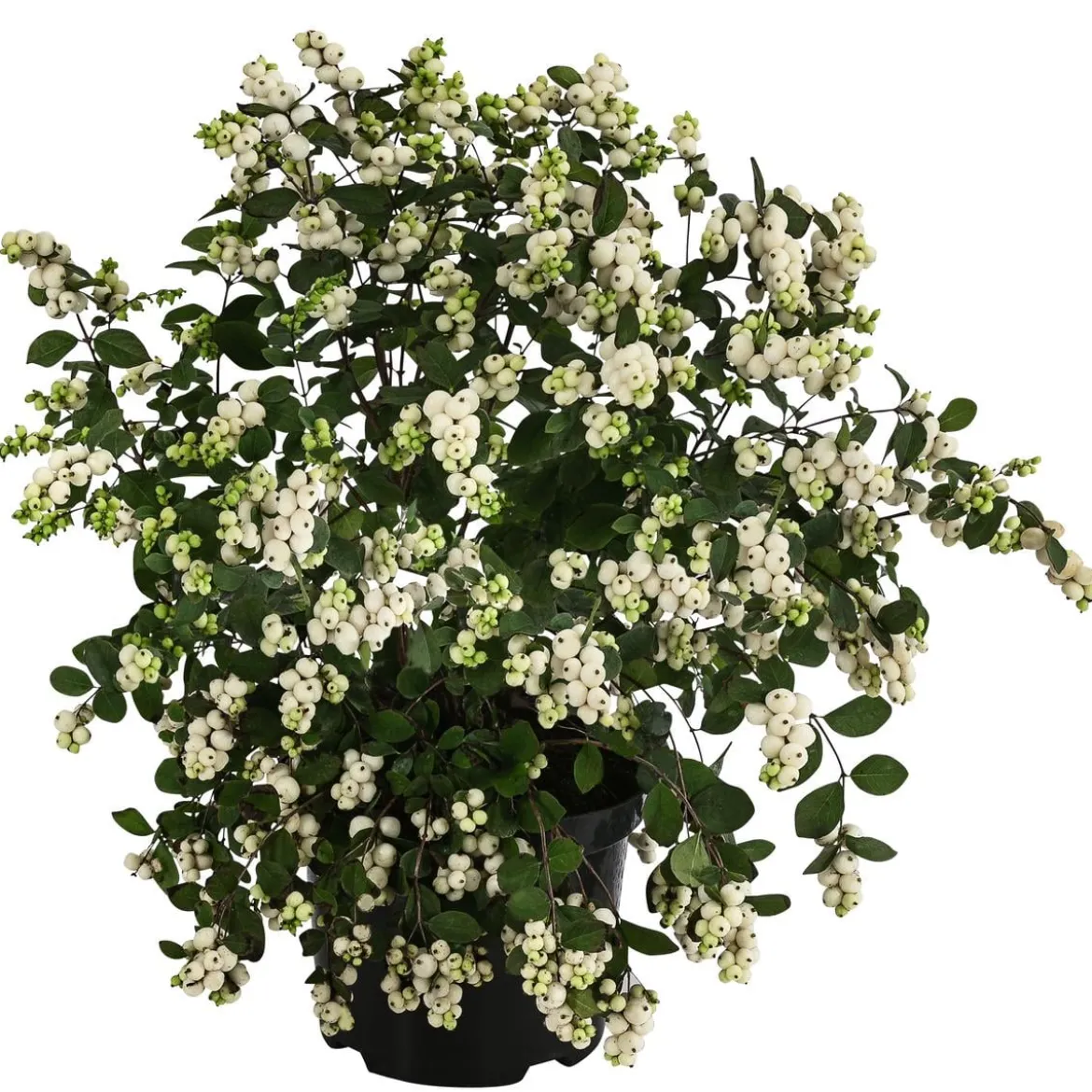 Blütenhecke 'White Hedge', 4er-Set