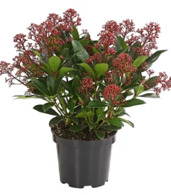 Blütenskimmie 'Rubella'