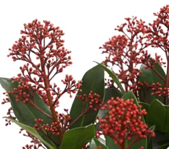 Blütenskimmie 'Rubella'