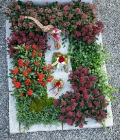 Blütenskimmie 'Rubella'