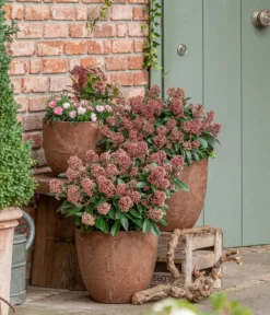 Blütenskimmie 'Rubella'