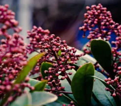 Blütenskimmie 'Rubella'