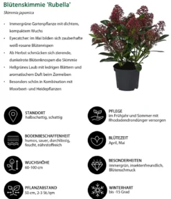 Blütenskimmie 'Rubella'