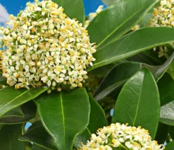 Blütenskimmie 'White Globe'