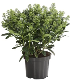 Blütenskimmie 'White Lady'