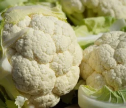 Blumenkohl, 6er Schale
