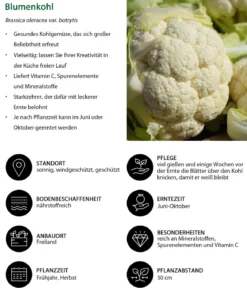 Blumenkohl, 6er Schale