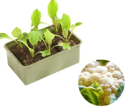 Blumenkohl, 6er Schale
