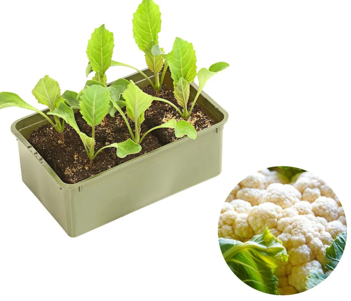 Blumenkohl, 6er Schale