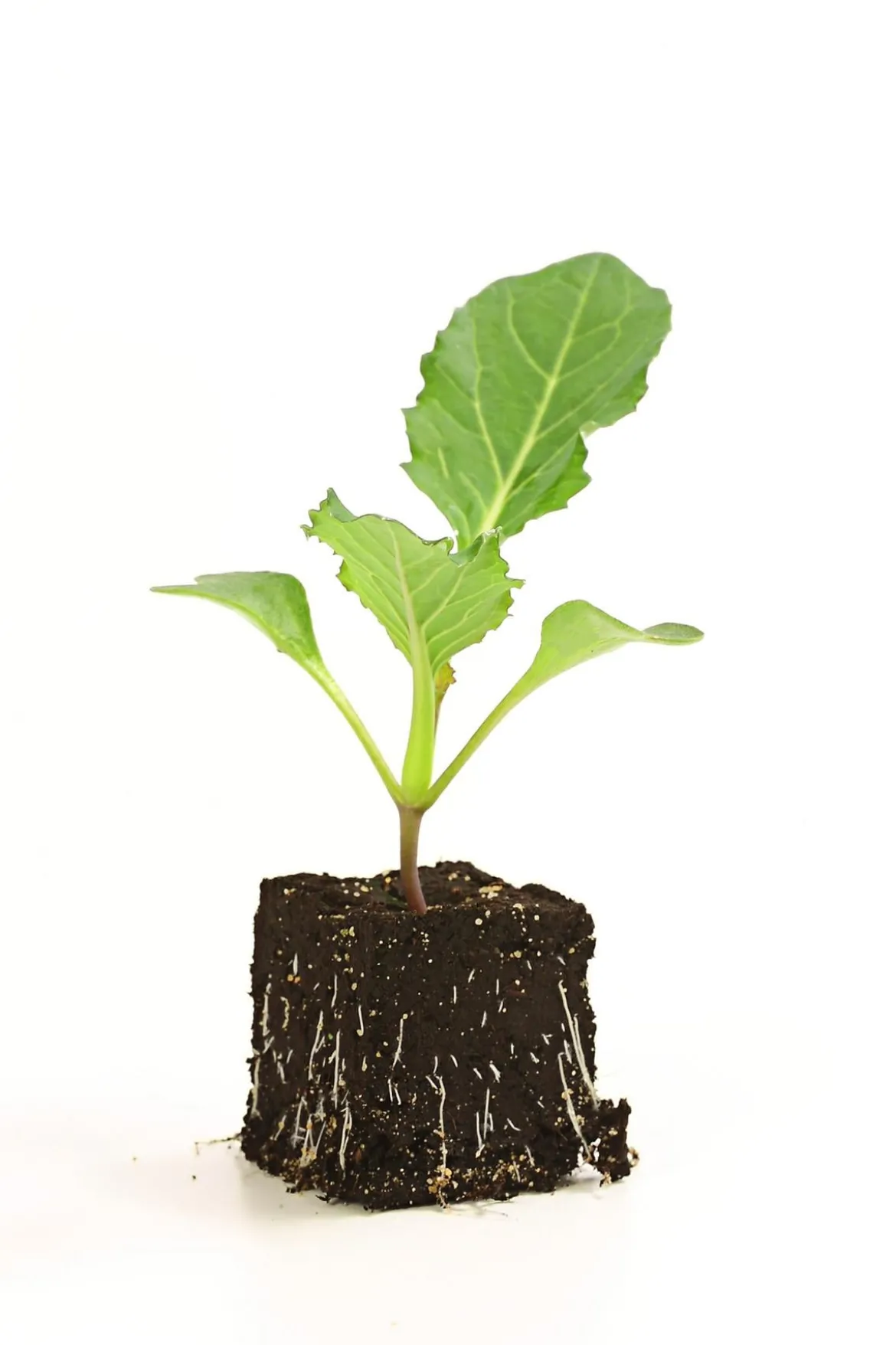 Blumenkohl, 6er Schale