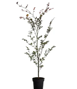 Blutbuche 'Purpurea'