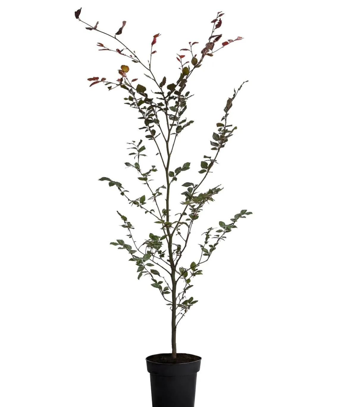 Blutbuche 'Purpurea'