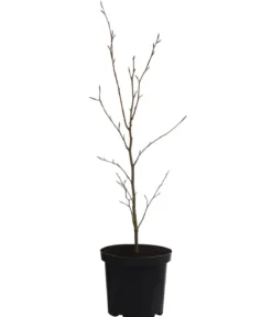 Blutbuche 'Purpurea'