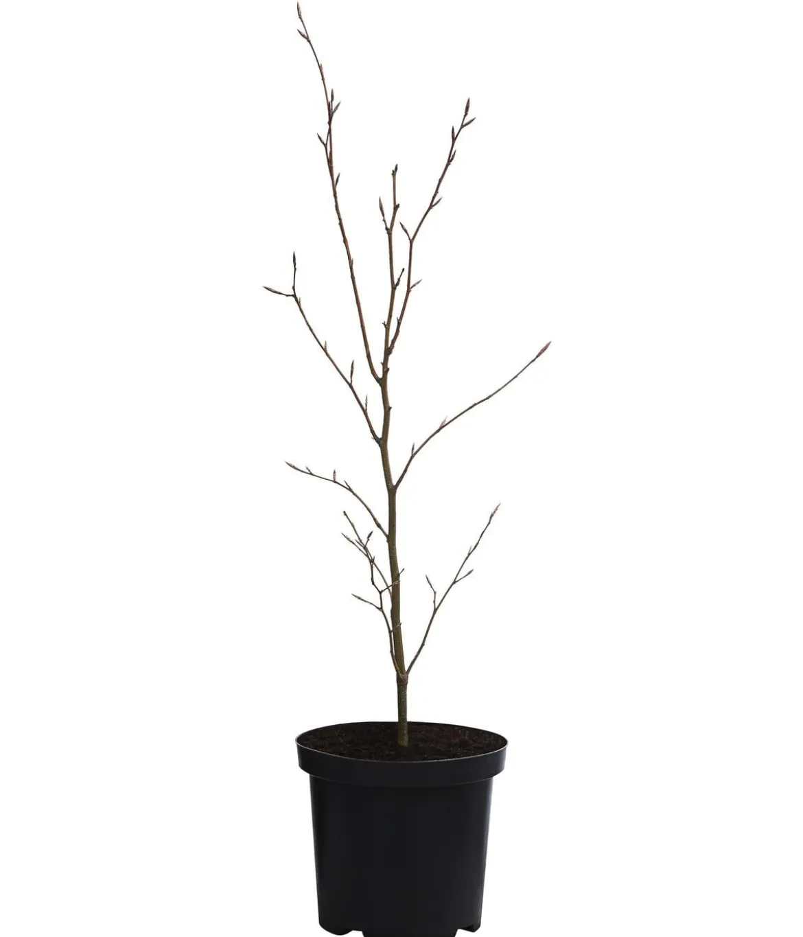 Blutbuche 'Purpurea'