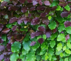 Blutbuche 'Purpurea'