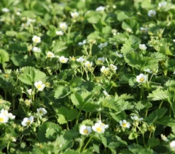 Bodendeckererdbeere, 8er-Schale