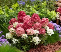 Bodendecker-Rispen-Hortensie Groundbreaker® 'Ruby' ™, 4er-Set