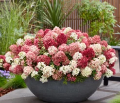 Bodendecker-Rispen-Hortensie Groundbreaker® 'Ruby' ™, 4er-Set