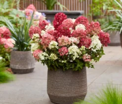 Bodendecker-Rispen-Hortensie Groundbreaker® 'Ruby' ™, 4er-Set