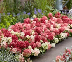 Bodendecker-Rispen-Hortensie Groundbreaker® 'Ruby' ™, 4er-Set