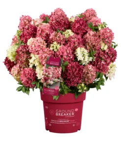 Bodendecker-Rispen-Hortensie Groundbreaker® 'Ruby' ™, 4er-Set