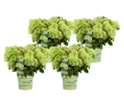 Bodendecker-Rispen-Hortensie Groundbreaker® 'Greeny' ™, 4er-Set