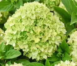 Bodendecker-Rispen-Hortensie Groundbreaker® 'Greeny' ™, 4er-Set
