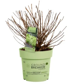 Bodendecker-Rispen-Hortensie Groundbreaker® 'Greeny' ™, 4er-Set