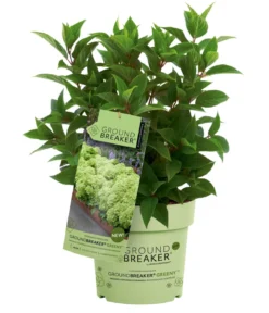 Bodendecker-Rispen-Hortensie Groundbreaker® 'Greeny' ™, 4er-Set