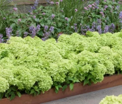Bodendecker-Rispen-Hortensie Groundbreaker® 'Greeny' ™, 4er-Set