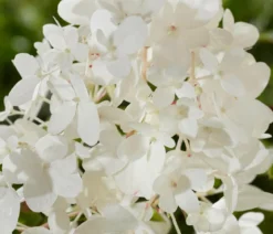 Bodendecker-Rispen-Hortensie Groundbreaker® 'Blush' ™, 4er-Set
