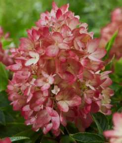 Bodendecker-Rispen-Hortensie Groundbreaker® 'Blush' ™, 4er-Set