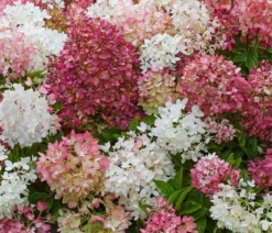 Bodendecker-Rispen-Hortensie Groundbreaker® 'Blush' ™, 4er-Set