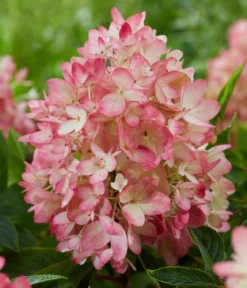 Bodendecker-Rispen-Hortensie Groundbreaker® 'Blush' ™, 4er-Set