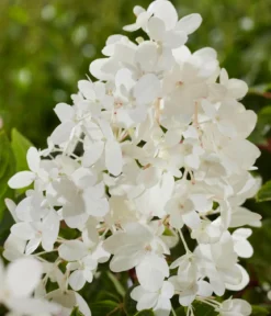 Bodendecker-Rispen-Hortensie Groundbreaker® 'Blush' ™, 4er-Set
