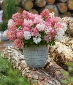 Bodendecker-Rispen-Hortensie Groundbreaker® 'Blush' ™, 4er-Set