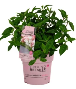 Bodendecker-Rispen-Hortensie Groundbreaker® 'Blush' ™, 4er-Set