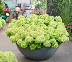 Bodendecker-Rispen-Hortensie Groundbreaker® 'Greeny' ™