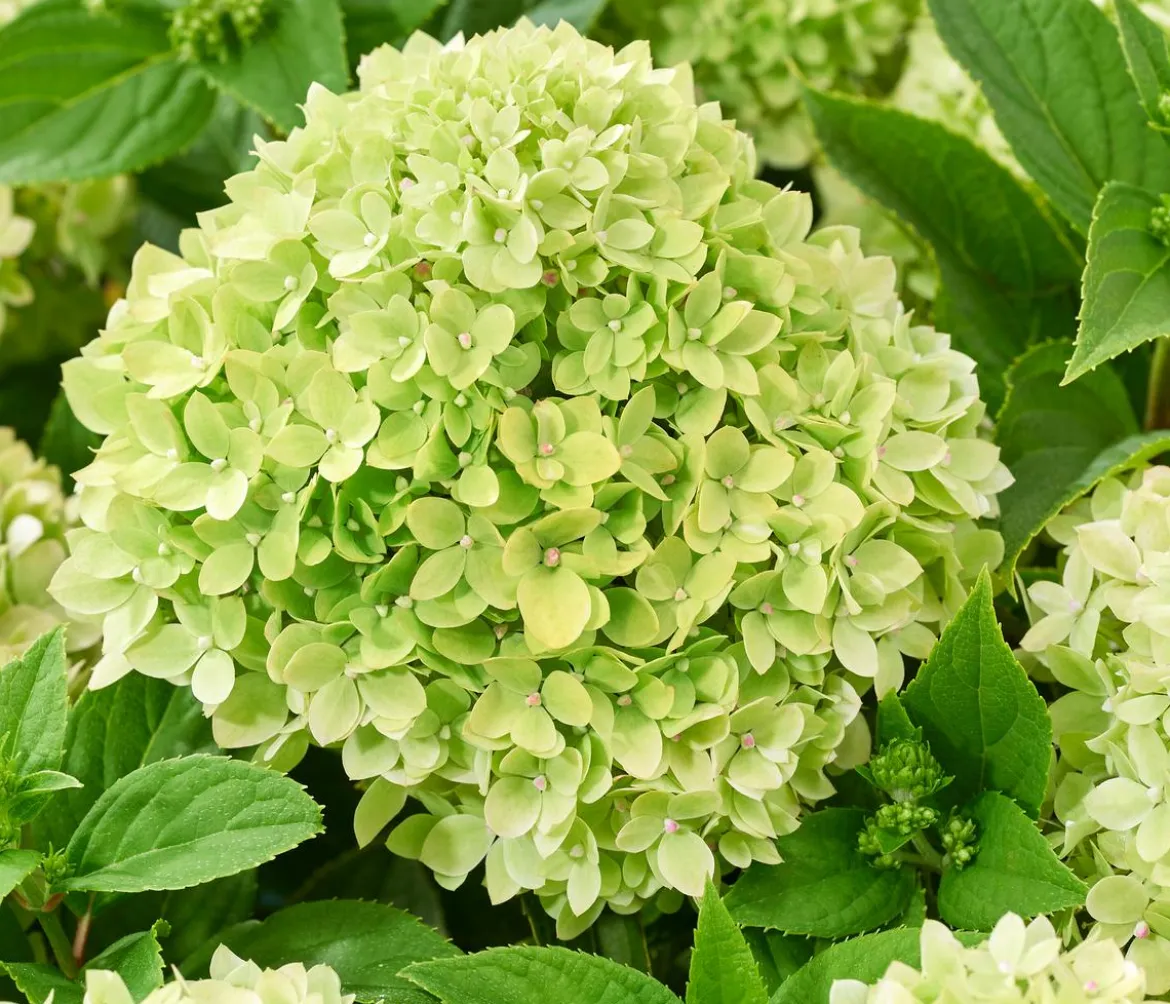 Bodendecker-Rispen-Hortensie Groundbreaker® 'Greeny' ™